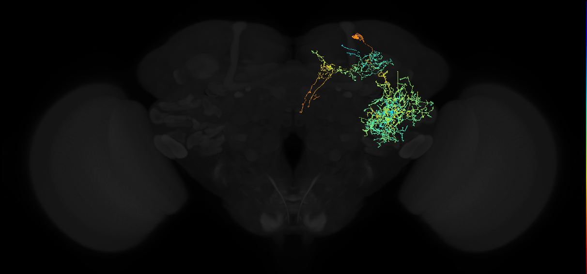 adult anterior ventrolateral protocerebrum neuron 590