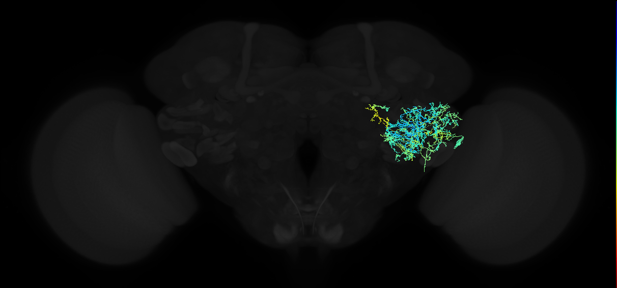 adult anterior ventrolateral protocerebrum neuron 592
