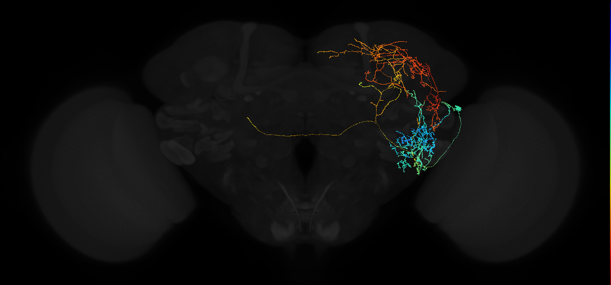 adult anterior ventrolateral protocerebrum neuron 594