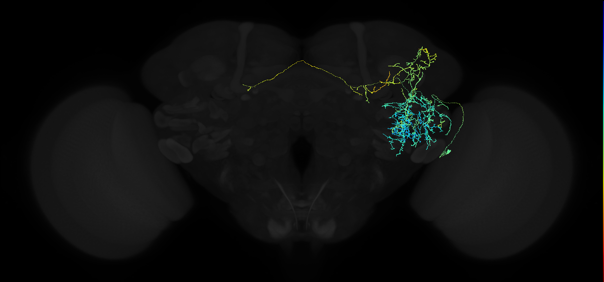 adult anterior ventrolateral protocerebrum neuron 595