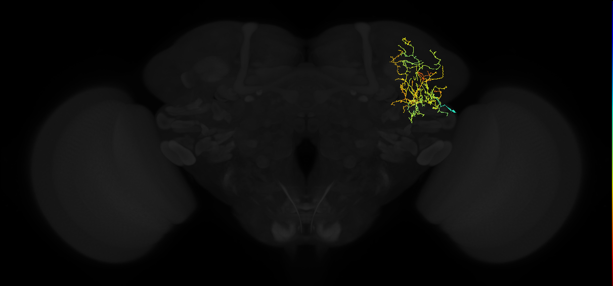 adult anterior ventrolateral protocerebrum neuron 596