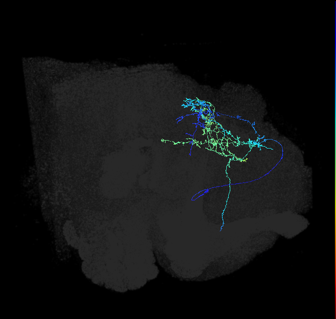 CL014_R (FlyEM-HB:665466951)