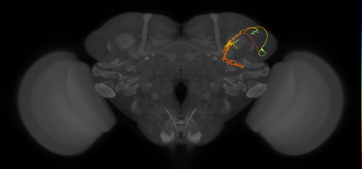 CL016_R (FlyEM-HB:666843563)