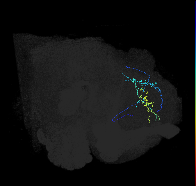 CL019_b_R (FlyEM-HB:543023799)