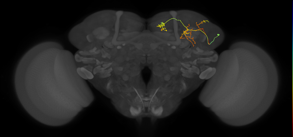 CL019_b_R (FlyEM-HB:543023799)