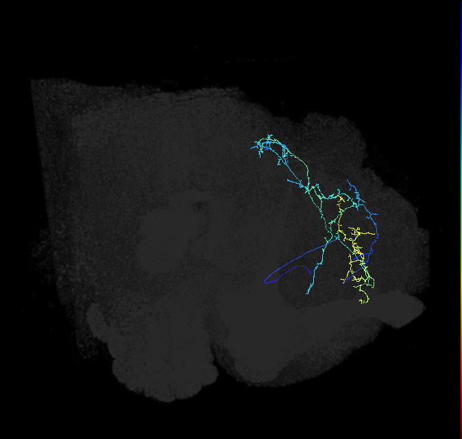 CL019_b_R (FlyEM-HB:5812981249)