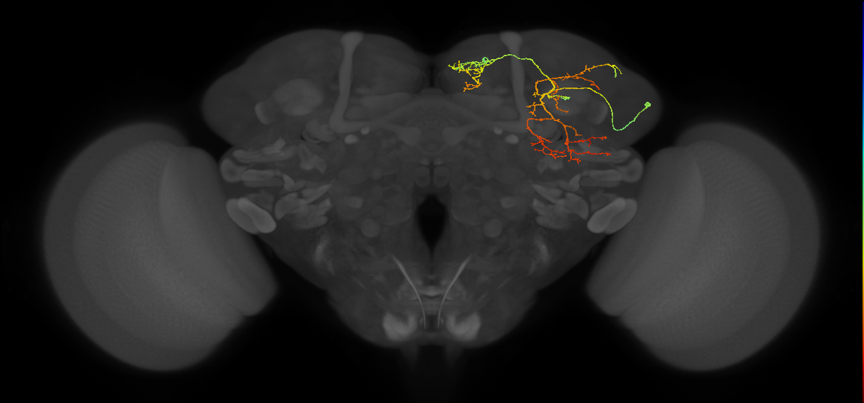 CL019_b_R (FlyEM-HB:5812981249)