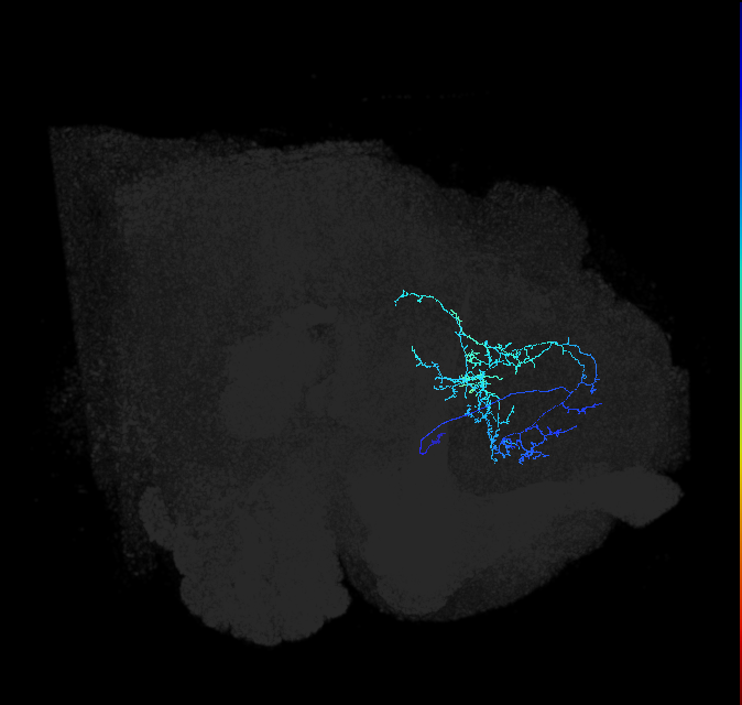 CL024_R (FlyEM-HB:729280727)