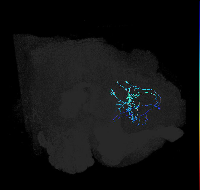 CL024_R (FlyEM-HB:575073196)