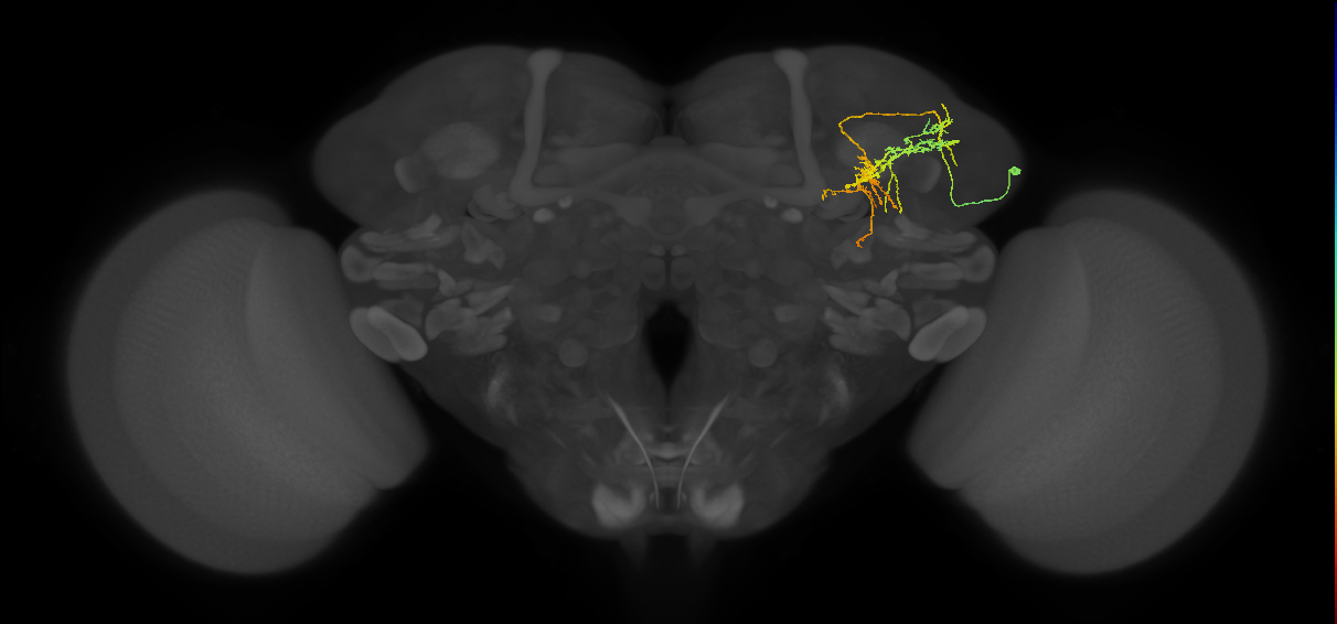 CL024_R (FlyEM-HB:607458700)