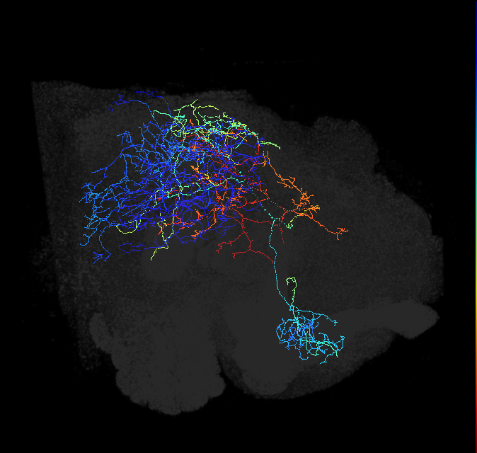 CL033(ADL27)_L (FlyEM-HB:1379644459)