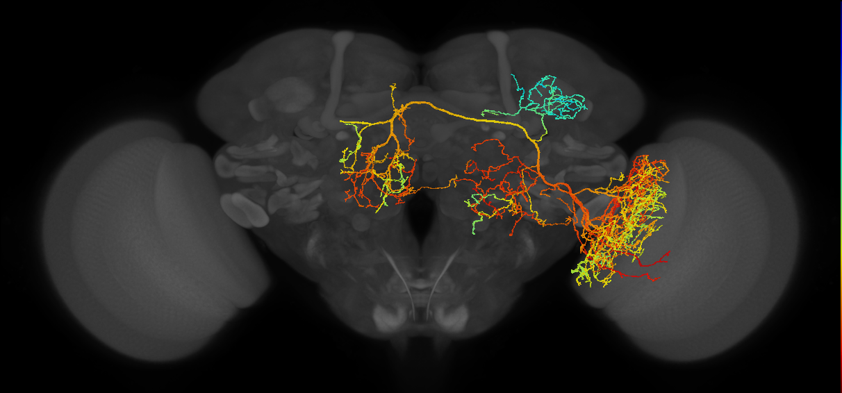 CL033(ADL27)_L (FlyEM-HB:1379644459)