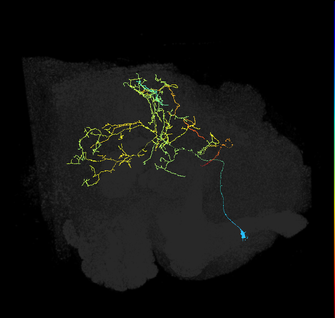 CL033_R (FlyEM-HB:952978874)