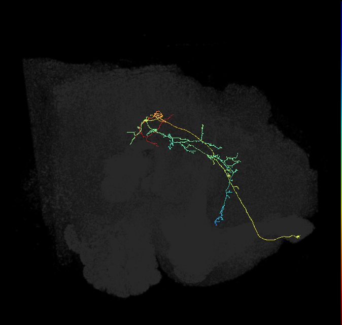CL048_R (FlyEM-HB:706183871)