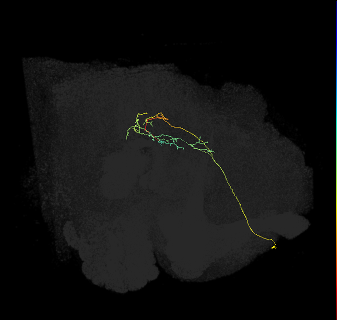 CL049_R (FlyEM-HB:737218956)