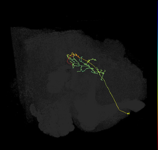 CL051_R (FlyEM-HB:675489869)