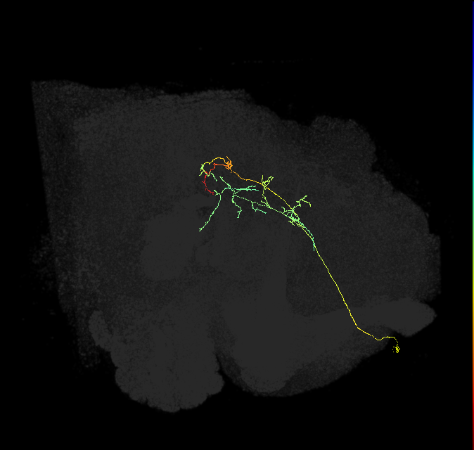 CL051_R (FlyEM-HB:1256242994)