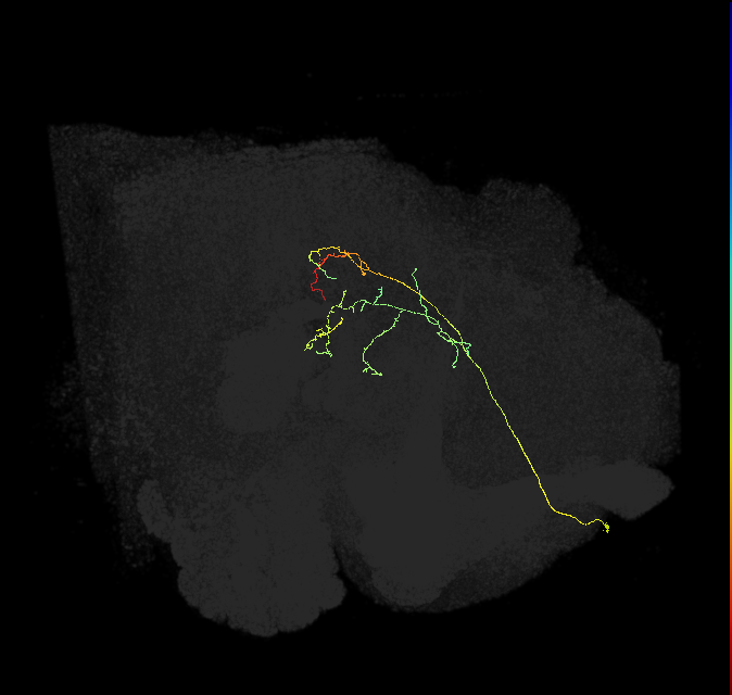 CL051_R (FlyEM-HB:737218753)