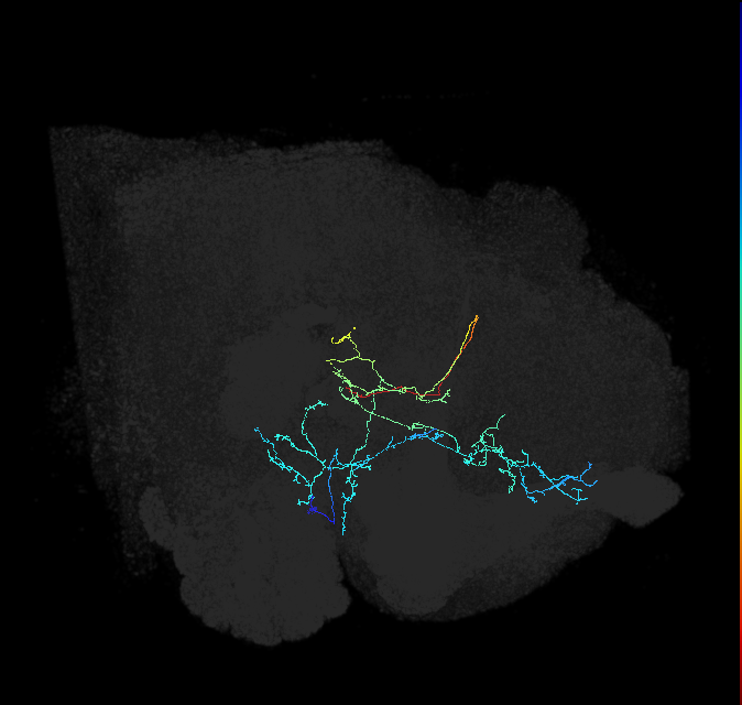 CL062_b_R (FlyEM-HB:1415441424)