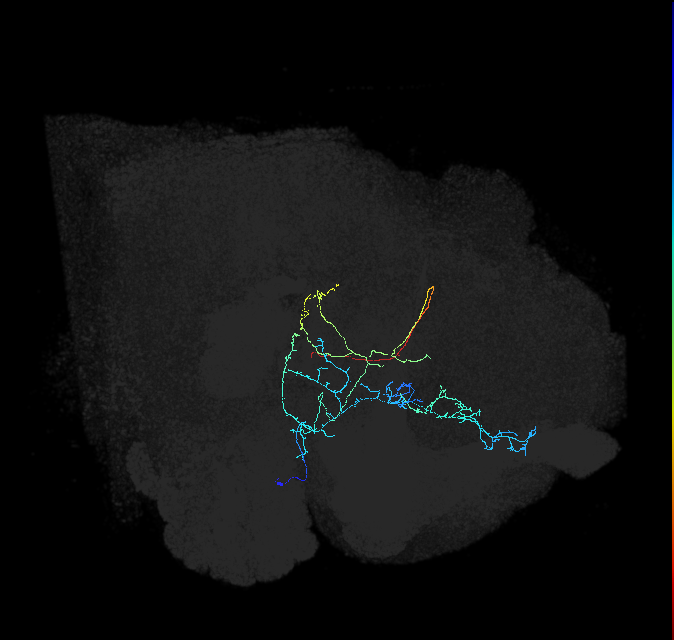 CL062_b_R (FlyEM-HB:611249116)