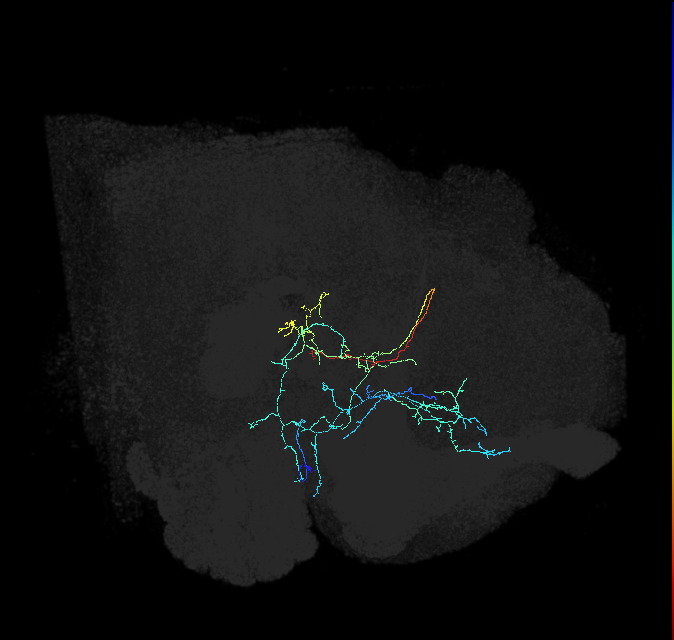 CL062_b_R (FlyEM-HB:736079469)