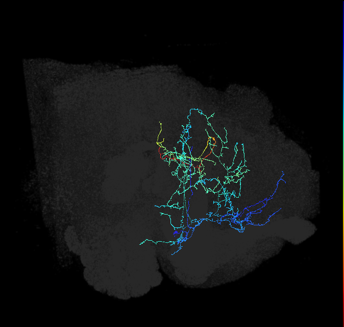 CL071_R (FlyEM-HB:1133109676)