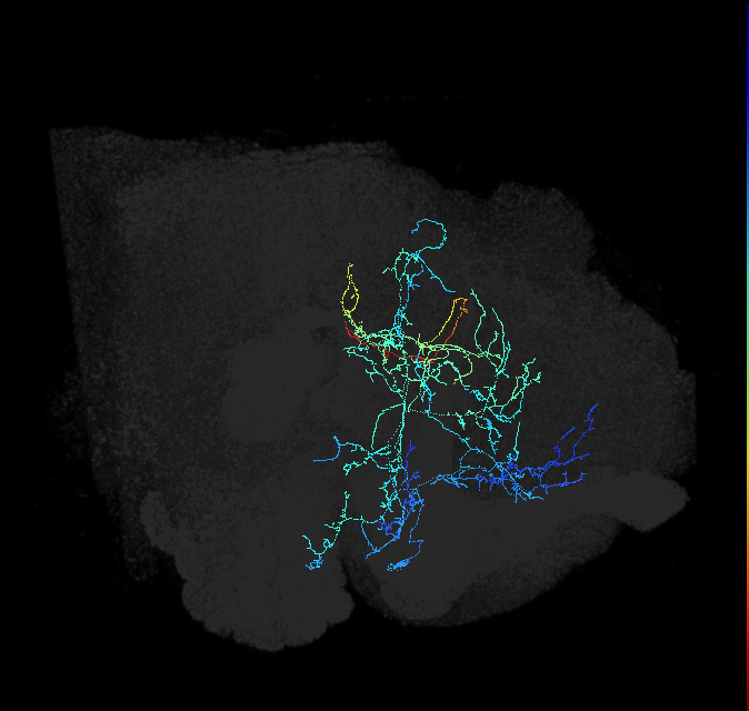 CL071_R (FlyEM-HB:607795307)