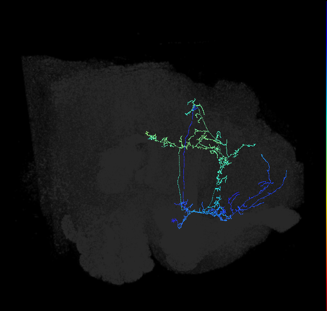 CL085_R (FlyEM-HB:976912883)