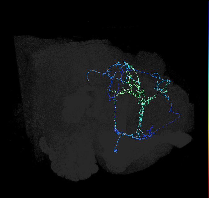 CL086_a_R (FlyEM-HB:915511932)