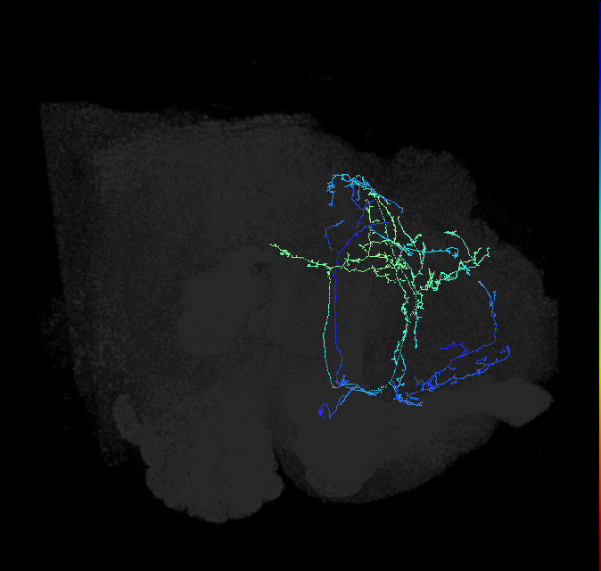 CL086_a_R (FlyEM-HB:572754059)