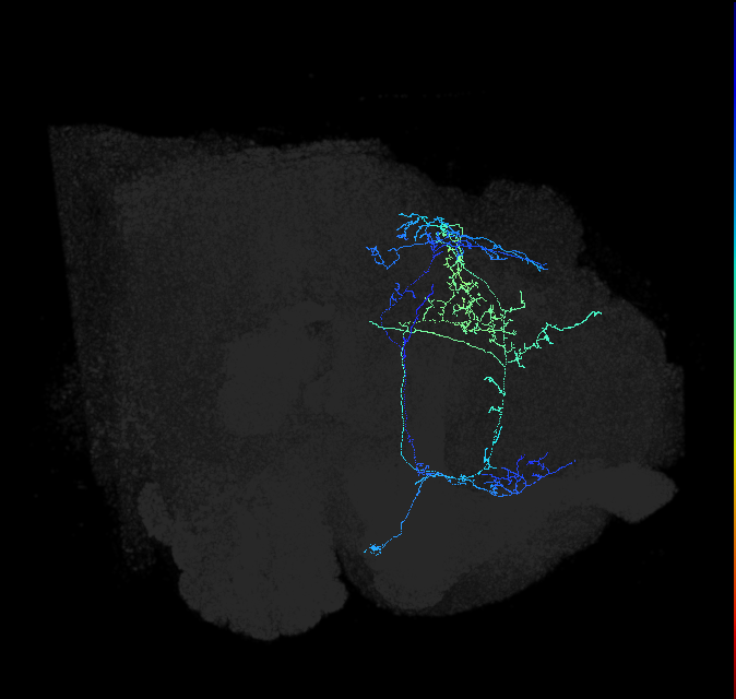 CL086_a_R (FlyEM-HB:914492942)