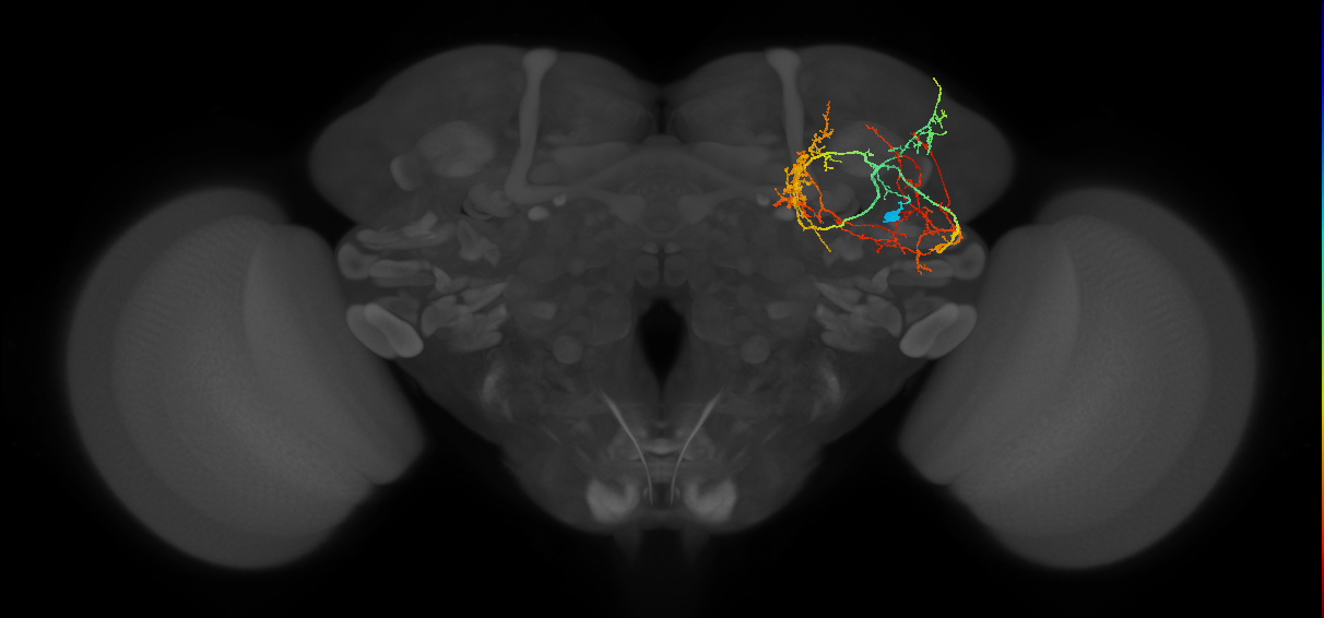 CL086_a_R (FlyEM-HB:914492942)