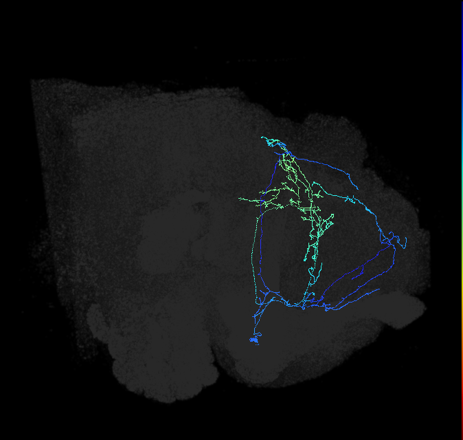 CL086_b_R (FlyEM-HB:915852772)