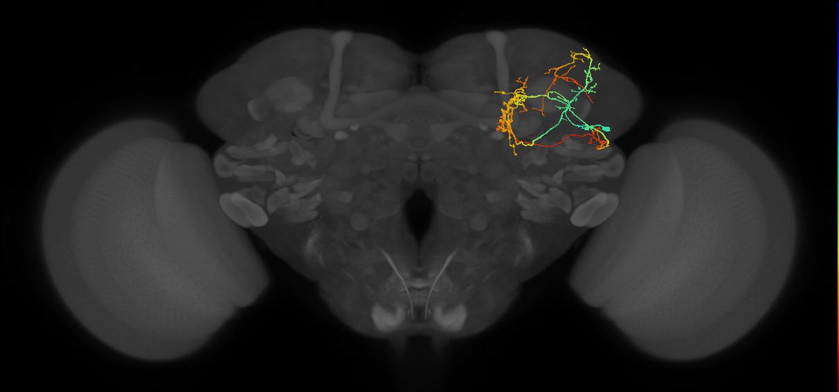 CL086_b_R (FlyEM-HB:915852626)