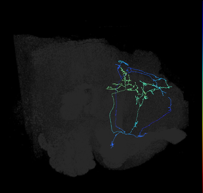 CL086_b_R (FlyEM-HB:946550009)