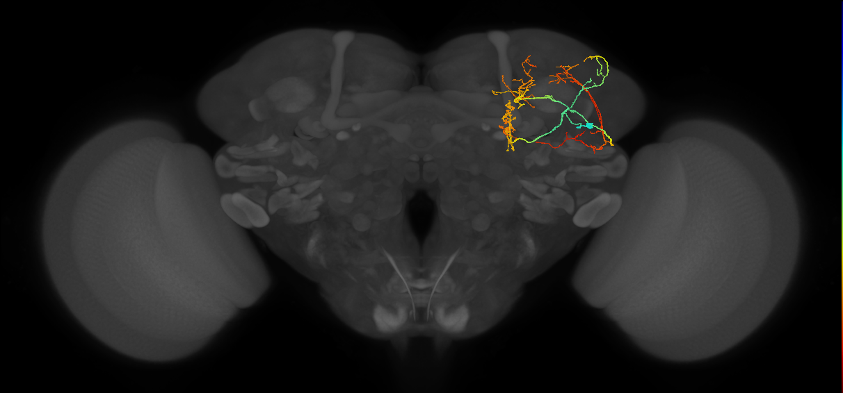 CL086_b_R (FlyEM-HB:946550009)