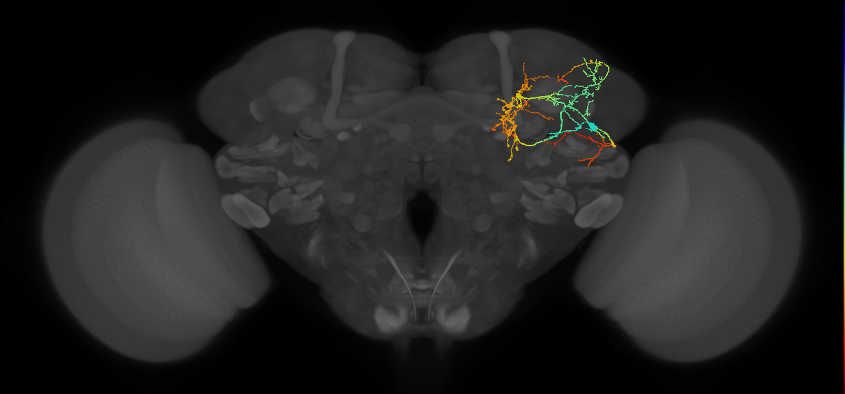 CL086_c_R (FlyEM-HB:5813021572)