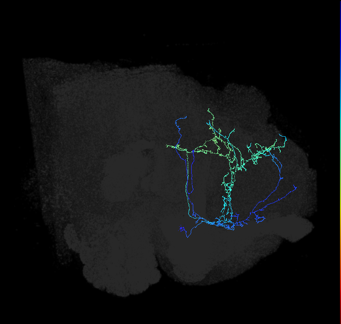 CL086_d_R (FlyEM-HB:946546270)