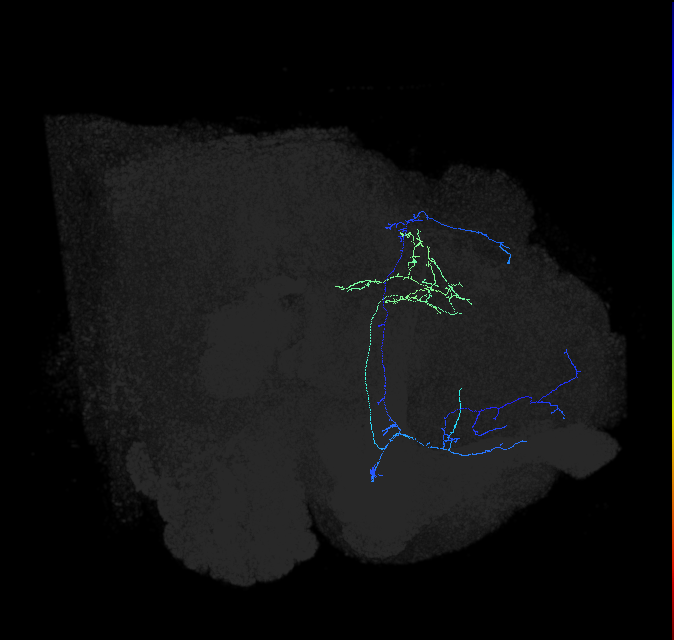 CL086_e_R (FlyEM-HB:5813047101)