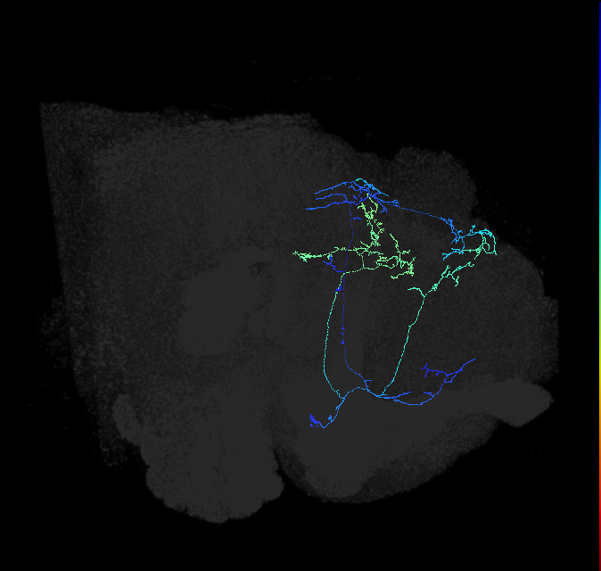 CL086_e_R (FlyEM-HB:945527072)