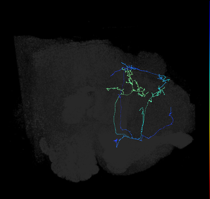 CL086_e_R (FlyEM-HB:326560782)