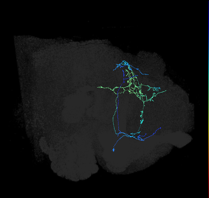 CL089_a_R (FlyEM-HB:946214177)