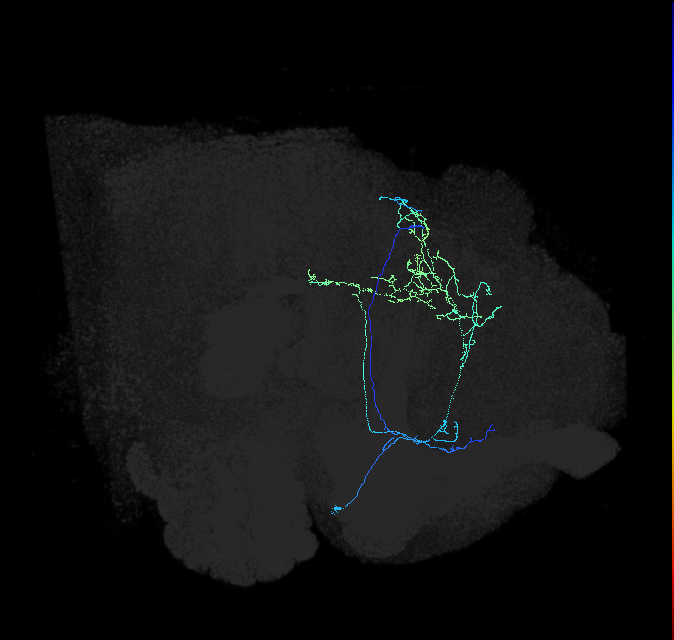 CL089_a_R (FlyEM-HB:5813016634)