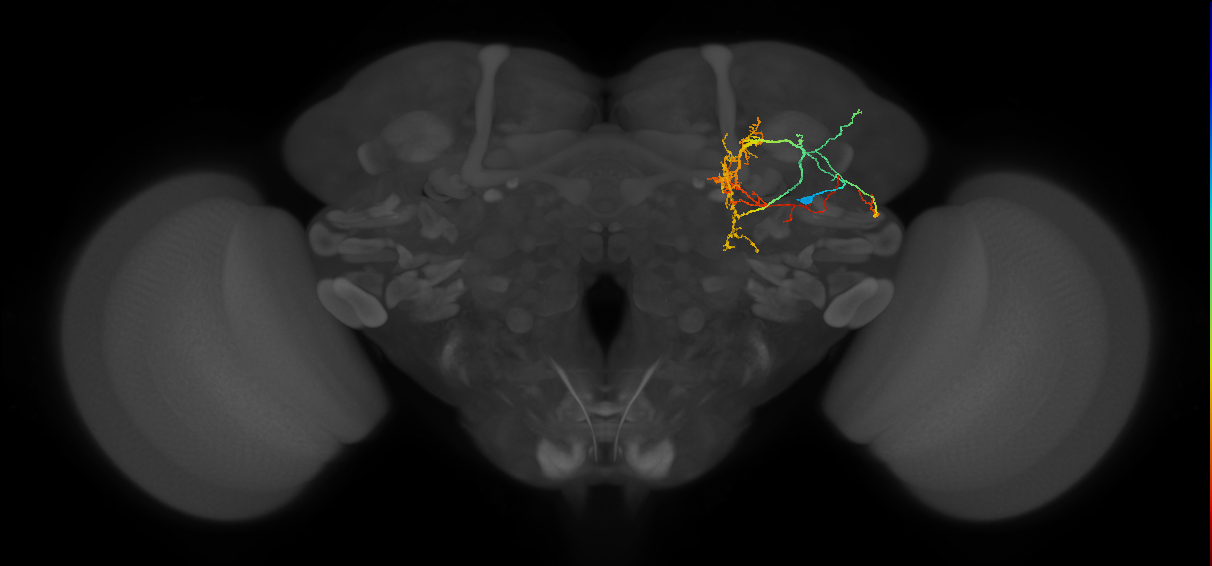 CL089_a_R (FlyEM-HB:5813016634)