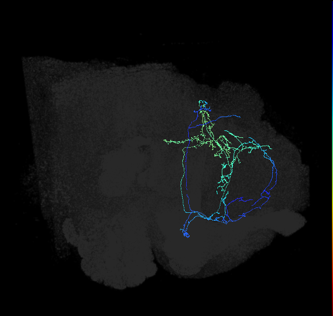 CL089_b_R (FlyEM-HB:914497437)