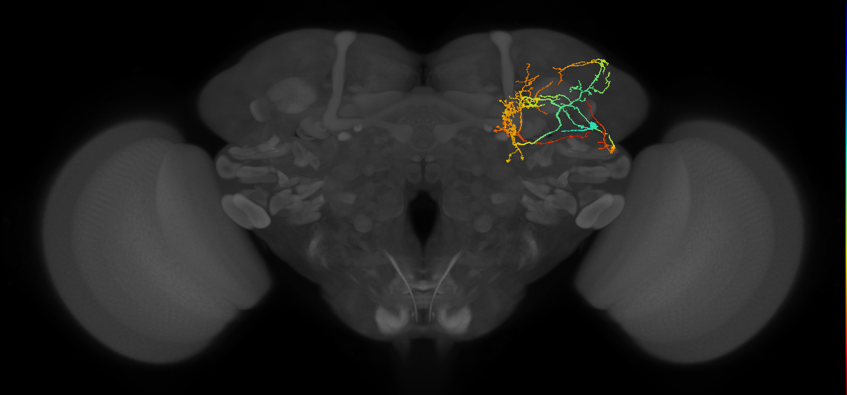 CL089_b_R (FlyEM-HB:914497437)