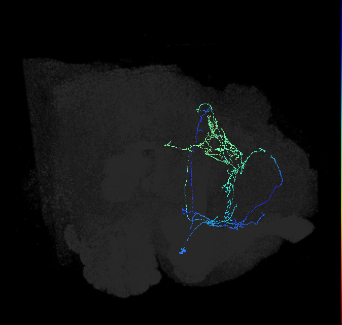 CL089_b_R (FlyEM-HB:5813068964)