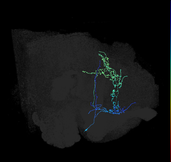 CL089_b_R (FlyEM-HB:759983358)