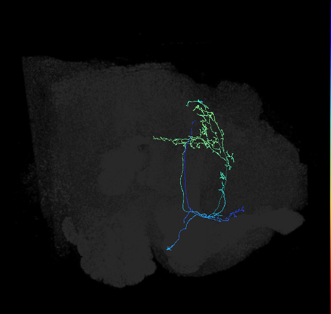 CL089_c_R (FlyEM-HB:884477324)