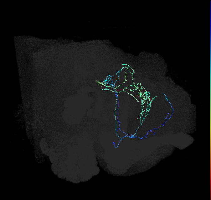 CL090_a_R (FlyEM-HB:949931381)